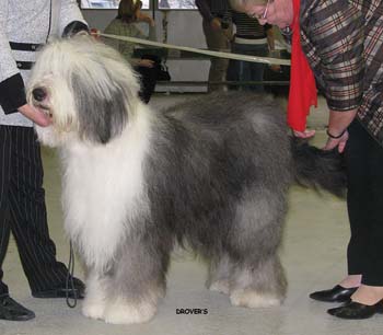 champion dogs VG2 Kö-Pi's 599 Happy Panda Leoff1
