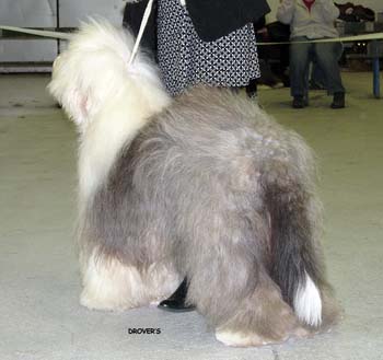 champion dogs VG3 Old Cobbler's Checkmate