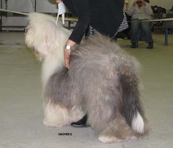 champion dogs VG3 Old Cobbler's Checkmate1