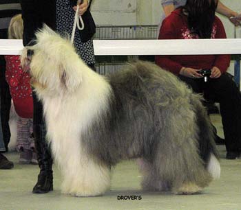 champion dogs VG3 Old Cobbler's Checkmate2