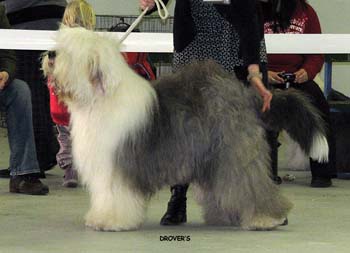champion dogs VG3 Old Cobbler's Checkmate3