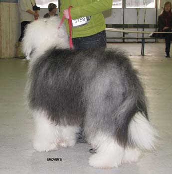 intermediate dogs VG1 Whatabout Bentley's Blue