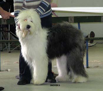 junior dogs VG1 Argovian Good News