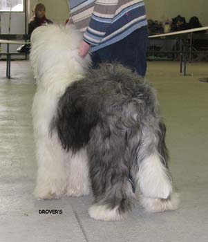 junior dogs VG1 Argovian Good News1