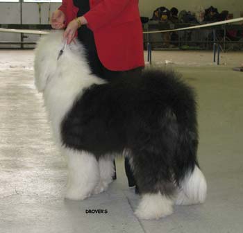 puppy bitches 2nd Blueshire's Made for Finns