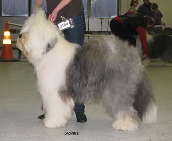 vet dogs EXC1 CACIB BOB-vet BOS INT CH Blockhead's Knockout