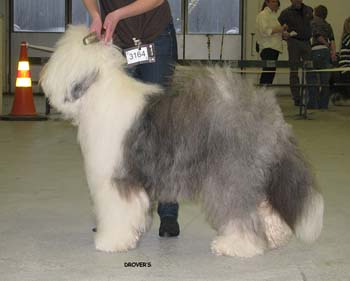 vet dogs EXC1 CACIB BOB-vet BOS INT CH Blockhead's Knockout1