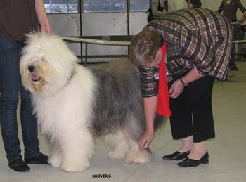 vet dogs EXC1 CACIB BOB-vet BOS INT CH Blockhead's Knockout2