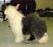 champion bitches EXC1 CACIB BOB Drover's Very Best