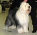champion bitches EXC3 3rd best bitch Grey Coat's Jennifer Blue