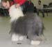 champion dogs EXC1 2nd best dog res.CACIB Furry Drifter's If Only Unique
