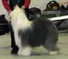 champion dogs EXC1 2nd best dog res.CACIB Furry Drifter's If Only Unique1