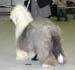 champion dogs VG3 Old Cobbler's Checkmate
