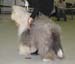 champion dogs VG3 Old Cobbler's Checkmate1