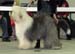 champion dogs VG3 Old Cobbler's Checkmate3