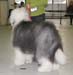 intermediate dogs VG1 Whatabout Bentley's Blue
