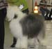 intermediate dogs VG1 Whatabout Bentley's Blue1