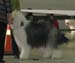 intermediate dogs VG1 Whatabout Bentley's Blue2