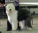 junior dogs VG1 Argovian Good News
