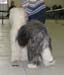 junior dogs VG1 Argovian Good News1