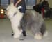 vet dogs EXC1 CACIB BOB-vet BOS INT CH Blockhead's Knockout