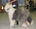 vet dogs EXC1 CACIB BOB-vet BOS INT CH Blockhead's Knockout1