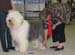 vet dogs EXC1 CACIB BOB-vet BOS INT CH Blockhead's Knockout2