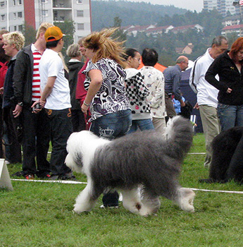 VG1 open bitch Bobbyclown's Dessie Duchesse1