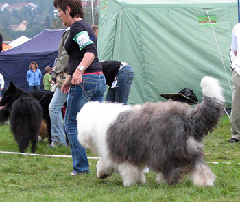 exc1 2 nd best male Champion male Danish Delight Give Me A Break1