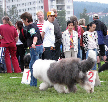 exc1 2nd best male Champion male Danish Delight Give Me A Break