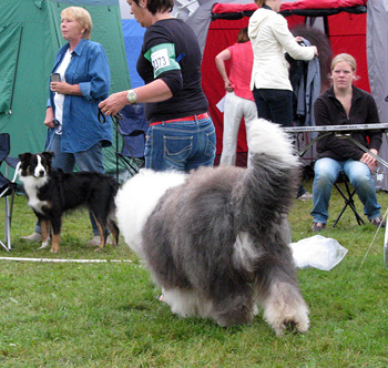 exc1 2nd best male Champion male Danish Delight Give Me A Break2