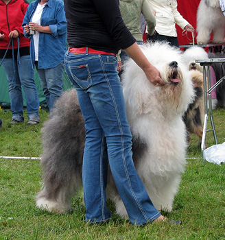 exc1 2nd best male Champion male Danish Delight Give Me A Break3