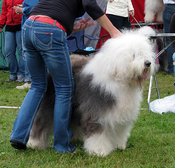 exc1 2nd best male Champion male Danish Delight Give Me A Break4