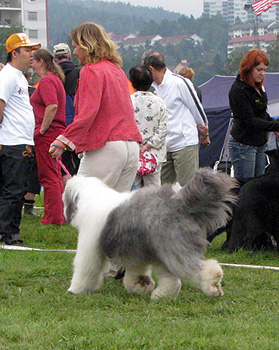 exc1 CAC CACIB best bitch open bitch Youandi Moët et Chandon