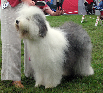 exc1 CAC CACIB best bitch open bitch Youandi Moët et Chandon1