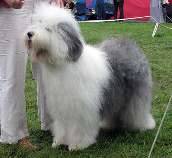 exc1 CAC CACIB best bitch open bitch Youandi Moët et Chandon2
