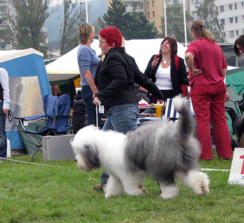 exc1 CACIB best male veteran male Bobbyclown's Brage Belizzimo