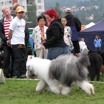 exc1 CACIB best male veteran male Bobbyclown's Brage Belizzimo1