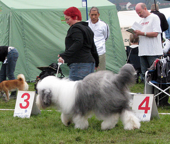 exc1 CACIB best male veteran male Bobbyclown's Brage Belizzimo2