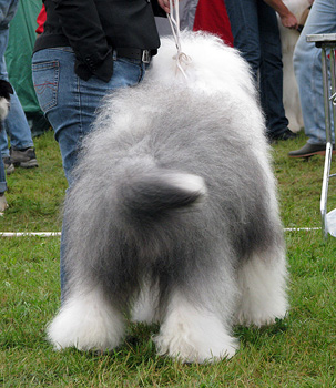 exc1 CACIB best male veteran male Bobbyclown's Brage Belizzimo3