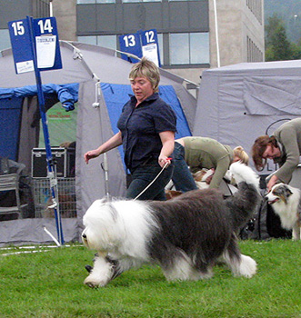 exc3 champion bitch Danish Delight Godiva