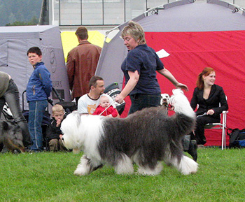 exc3 champion bitch Danish Delight Godiva1
