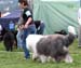 exc1 2 nd best male Champion male Danish Delight Give Me A Break1