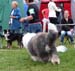 exc1 2nd best male Champion male Danish Delight Give Me A Break2