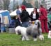 exc1 CACIB best male veteran male Bobbyclown's Brage Belizzimo