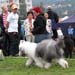 exc1 CACIB best male veteran male Bobbyclown's Brage Belizzimo1