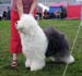 exc1 champion bitch Drover's Very Best2